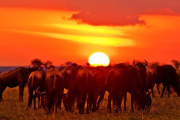 3 Day Masai Mara safari