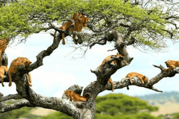 5 day safari tanzania