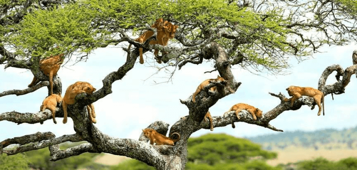 5 day safari tanzania