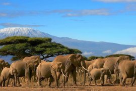 8 days kenya tanzania lodge safari
