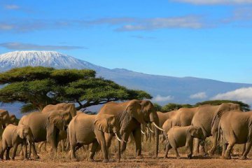 8 days kenya tanzania lodge safari