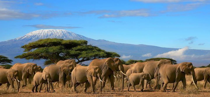 8 days kenya tanzania lodge safari