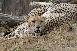 5 days kenya adventure safari