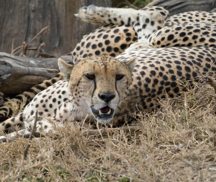5 days kenya adventure safari
