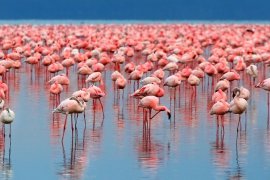 4 day safari tanzania