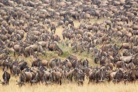 12 days kenya tanzania combined safari