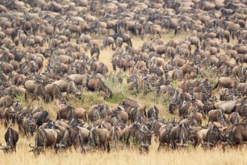 12 days kenya tanzania combined safari