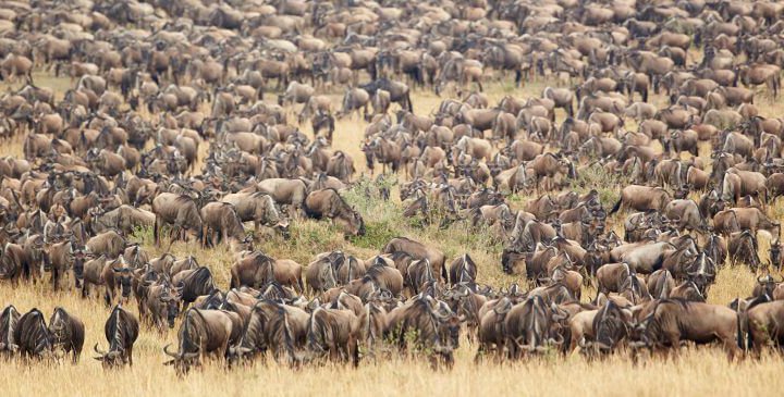 12 days kenya tanzania combined safari
