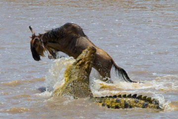 3 days masai mara joining safari