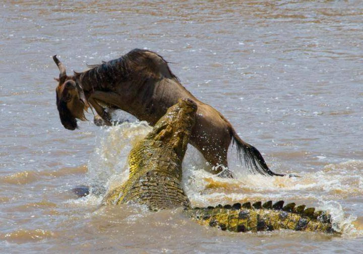 3 days masai mara joining safari