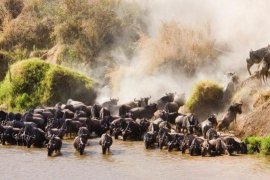 4 day masai mara safari
