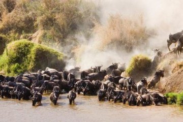4 day masai mara safari