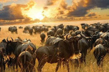 kenya budget camping safari 5 days