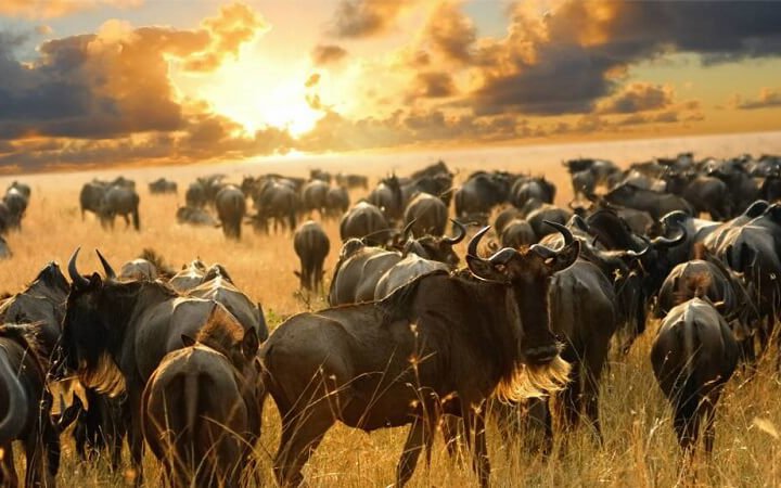 kenya budget camping safari 5 days