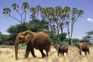 3 days samburu flying safari