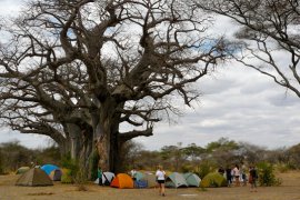 6 days tanzania joining safari groups
