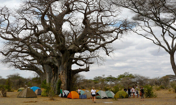 6 days tanzania joining safari groups