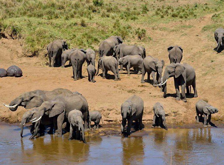 tanzania safari adventure 3 days