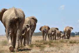 3 days amboseli safari