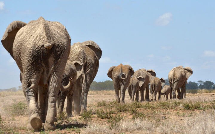 3 days amboseli safari