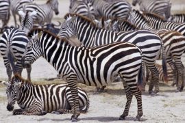 4 days budget camping safari