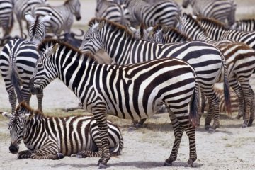 4 days budget camping safari