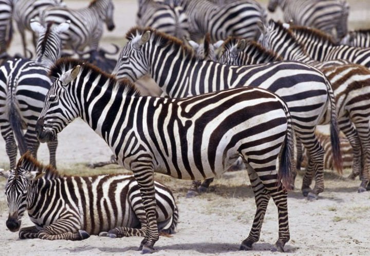 4 days budget camping safari