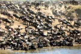 4 day masai mara great migration