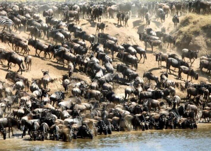 4 day masai mara great migration