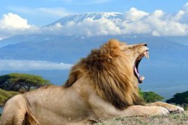 8 days kenya wildlife tour