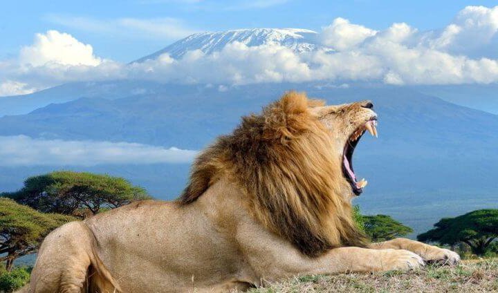 8 days kenya wildlife tour