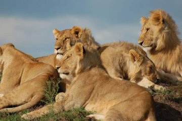 11 days kenya tanzania combined lodge safari