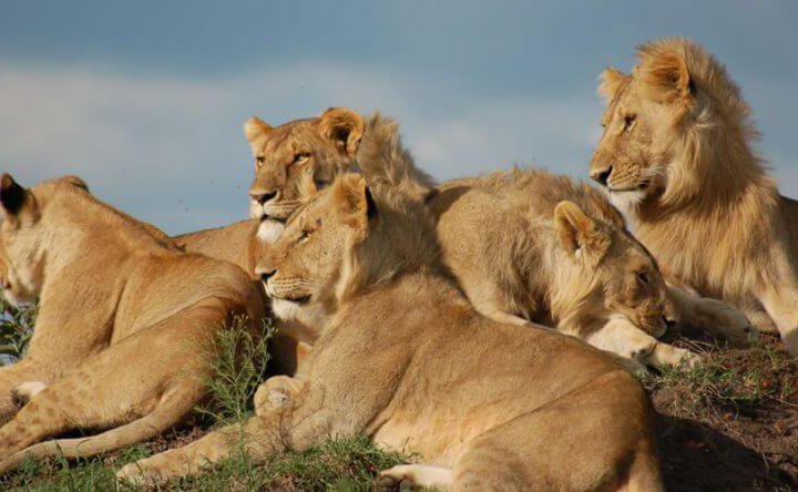 11 days kenya tanzania combined lodge safari