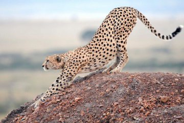 east africa holidays 14 days