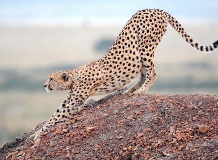 east africa holidays 14 days