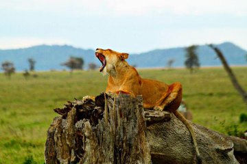 13 days kenya tanzania wildlife lodge safari