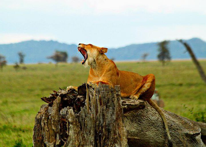 13 days kenya tanzania wildlife lodge safari