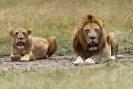 8 day kenya luxury sky safari