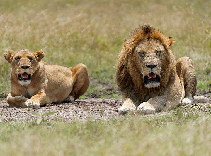 8 day kenya luxury sky safari