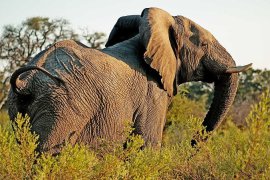 tanzania luxury safari 8 day elephants