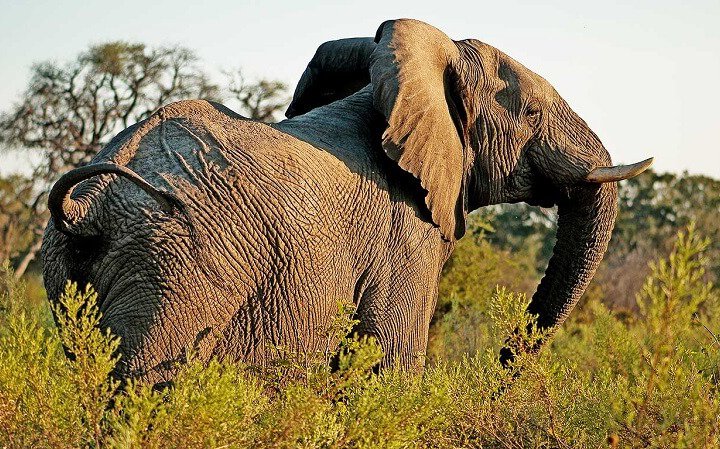 tanzania luxury safari 8 day elephants