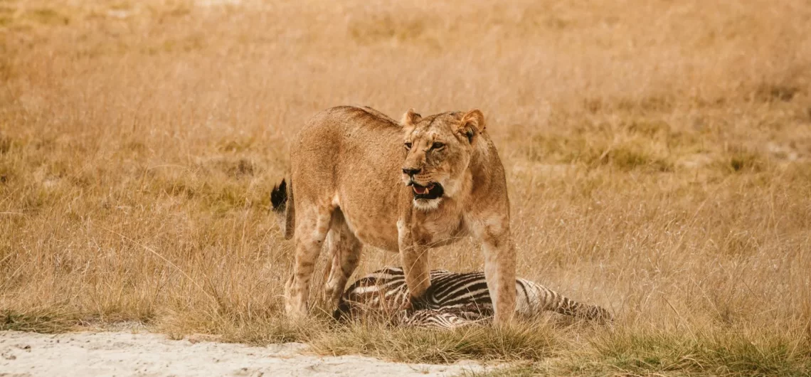 masai mara
