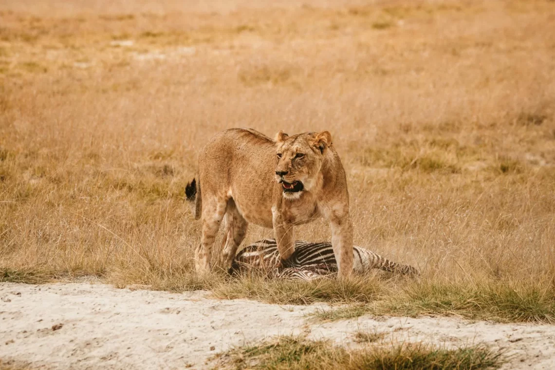 masai mara