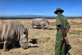 Acquire safaris Ol Pejeta