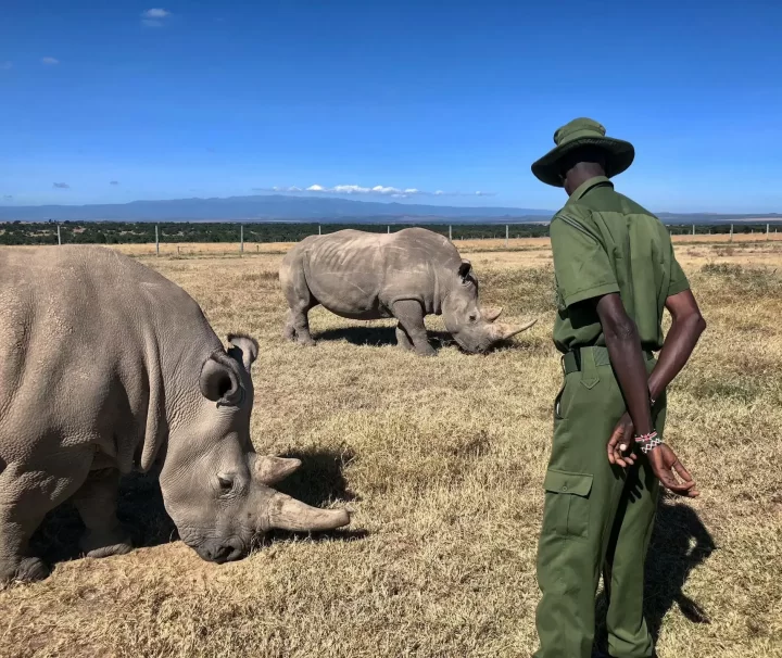 Acquire safaris Ol Pejeta